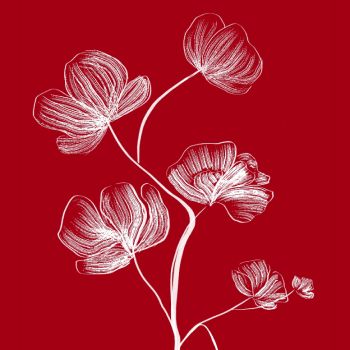 Illustration fleurs Licosa coquelicots, symbole de lycosa